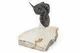 Morocconites Trilobite Fossil - Rock Removed Under Shell #209714-5